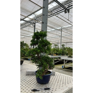 Juniperus chinensis, 15 cm, in trainingpot