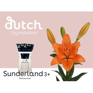 LI LA SUNDERLAND 3+