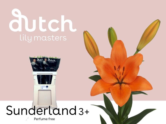 <h4>LI LA SUNDERLAND 3+</h4>