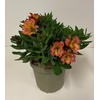 Alstroemeria Inca Collection (gemengd)