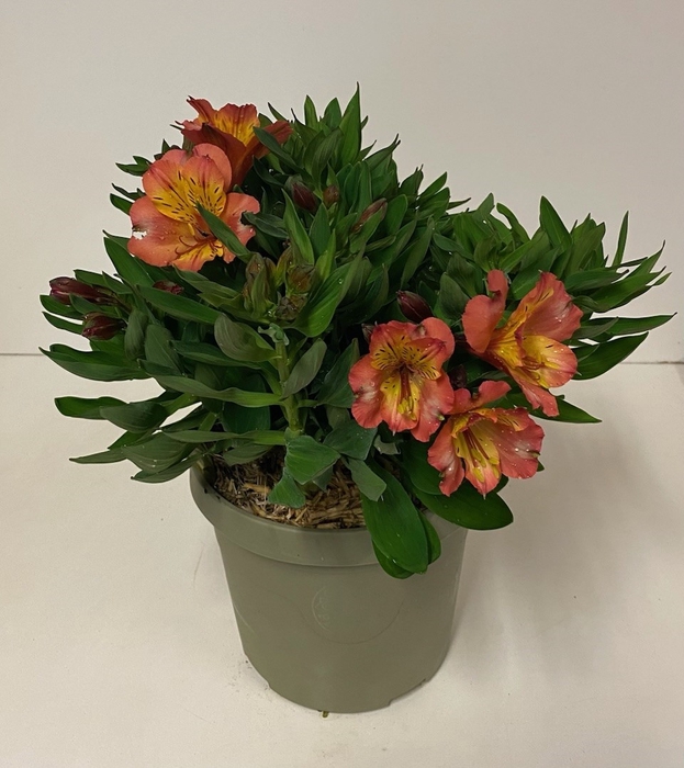 Alstroemeria Inca Collection (gemengd)