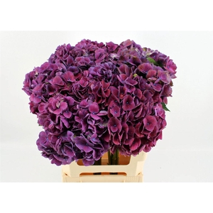 Hydr M Mag Trophy Purple