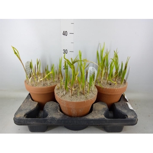 Fritillaria meleagris