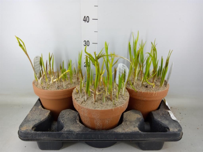 <h4>Fritillaria meleagris</h4>