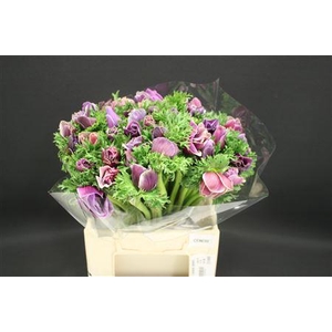 Anem Z Mistral Cenere