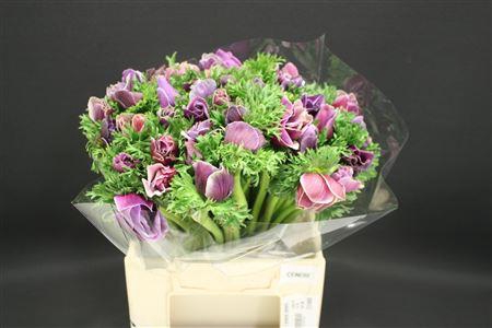 <h4>Anem Z Mistral Cenere</h4>