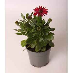 Osteospermum Red