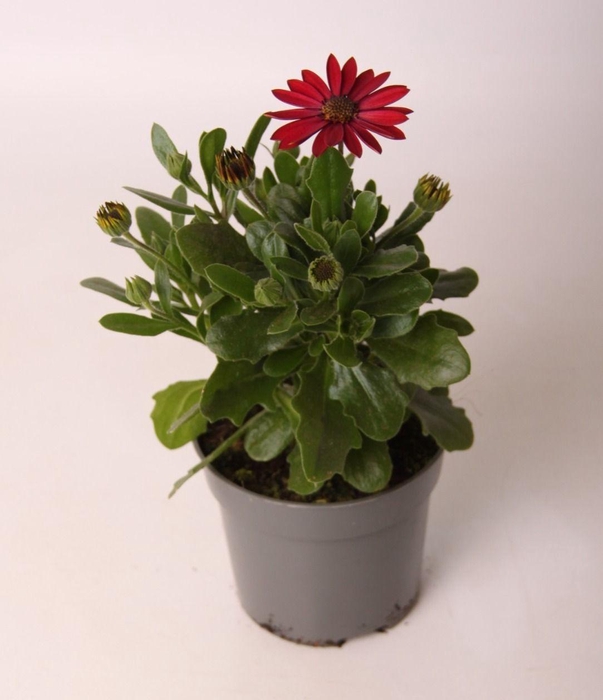 <h4>Osteospermum Red</h4>