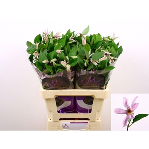 CLEMATIS AMAZING MIAMI CLEM AMAZING