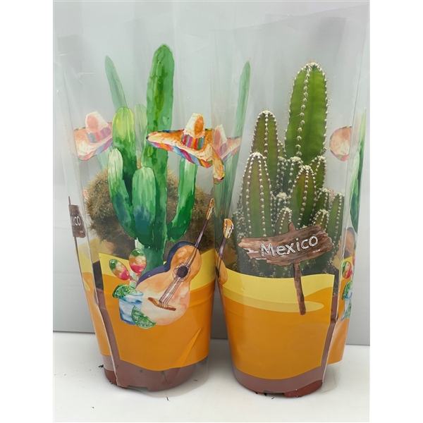 <h4>2229 Cactus in mexicohoes 8,5 cm</h4>