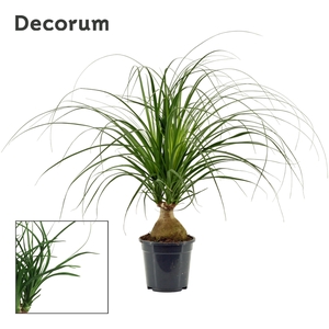 Beaucarnea bol 17 cm (Decorum)