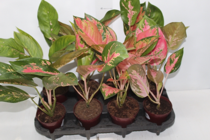 <h4>AGLAONEMA LAWAN P12</h4>