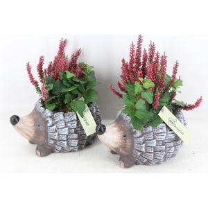 arr4 Outdoor MB - Ker. egel x6 calluna