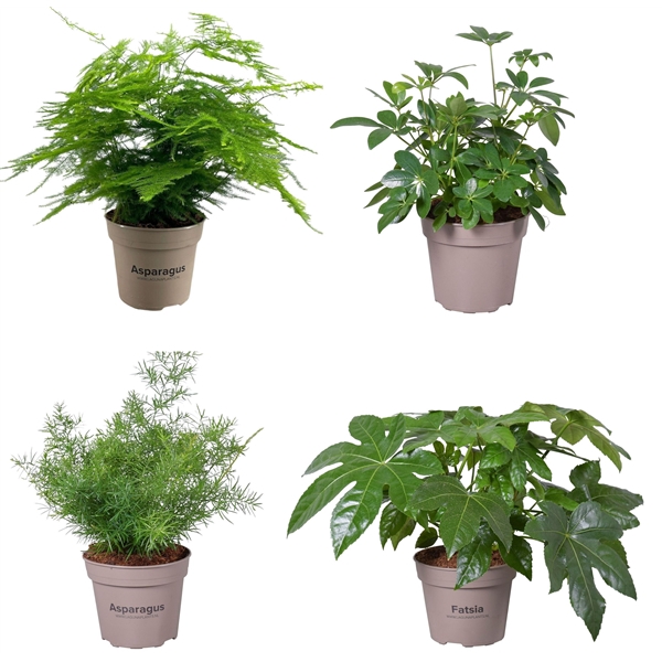 <h4>Groene planten mix 15 cm</h4>