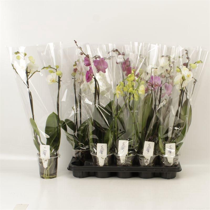 <h4>PHAL GEM 6 KL</h4>