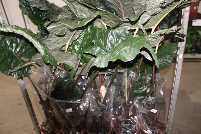 <h4>ALOCASIA WENTII P23</h4>