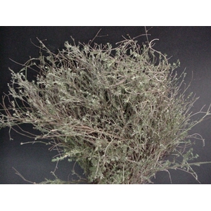 THYMUS WILD 400