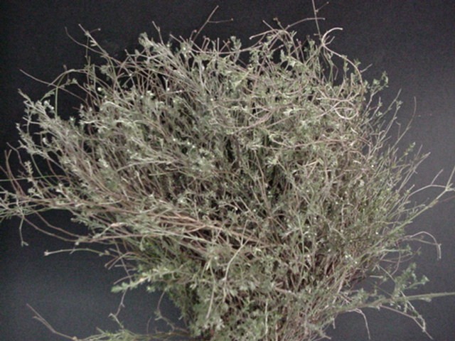 <h4>THYMUS WILD 400</h4>