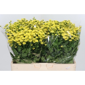 Tanacetum Pa Amazone