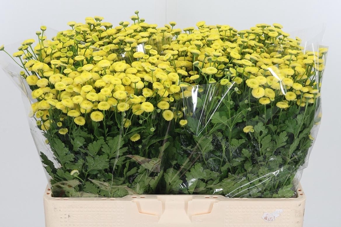 <h4>Tanacetum Pa Amazone</h4>