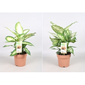 Dieffenbachia