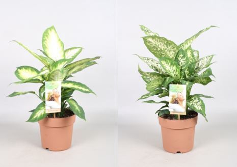 Dieffenbachia