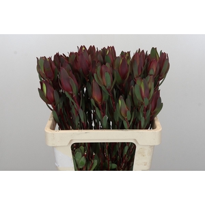 Leucadendron Senorita Spray