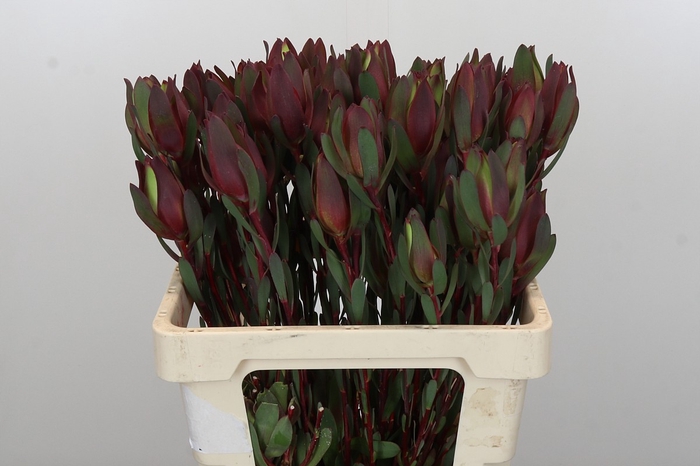 <h4>Leucadendron Senorita Spray</h4>