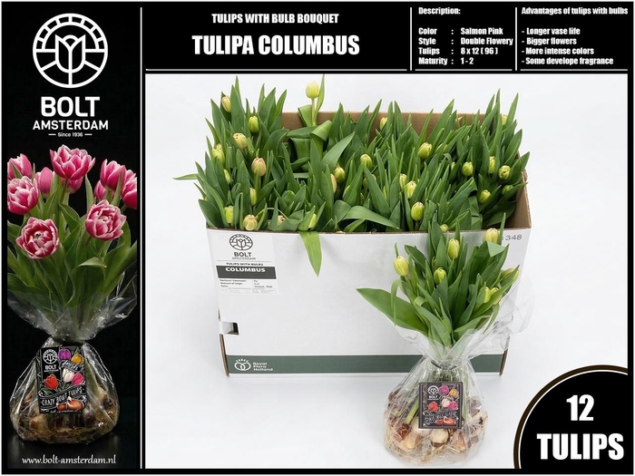 <h4>TU DU COLUMBUS</h4>