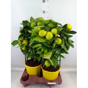 Citrus meyeri 'Meyer'