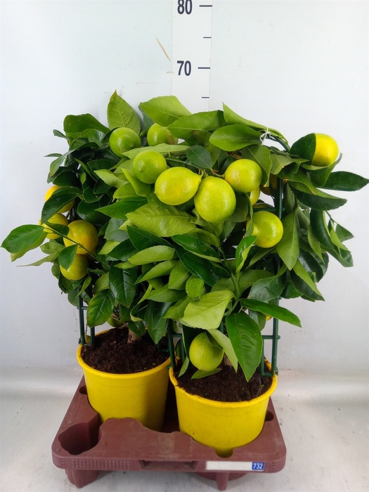 <h4>Citrus meyeri 'Meyer'</h4>
