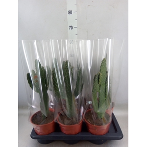 Opuntia