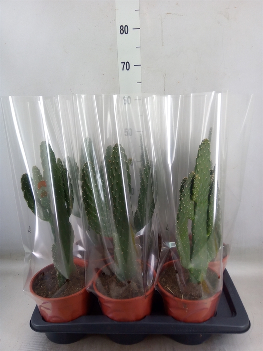 <h4>Opuntia</h4>