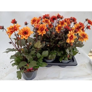 DAHL D LAB GR ORANGE