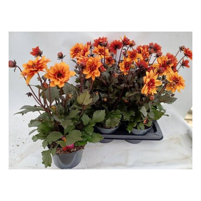 <h4>DAHL D LAB GR ORANGE</h4>