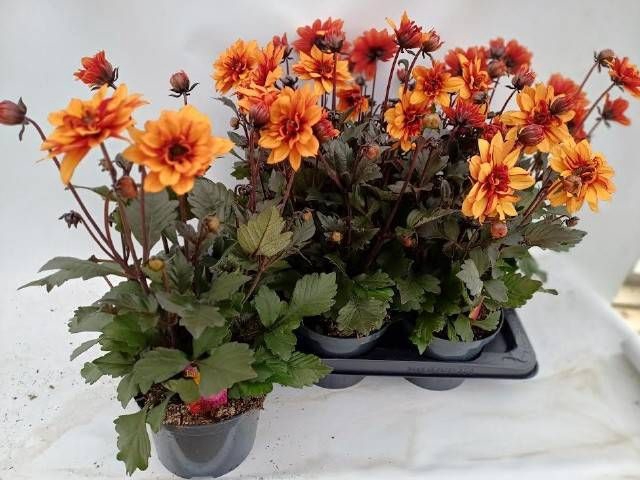 <h4>DAHL D LAB GR ORANGE</h4>