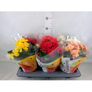 Begonia elat. DU   ...mix