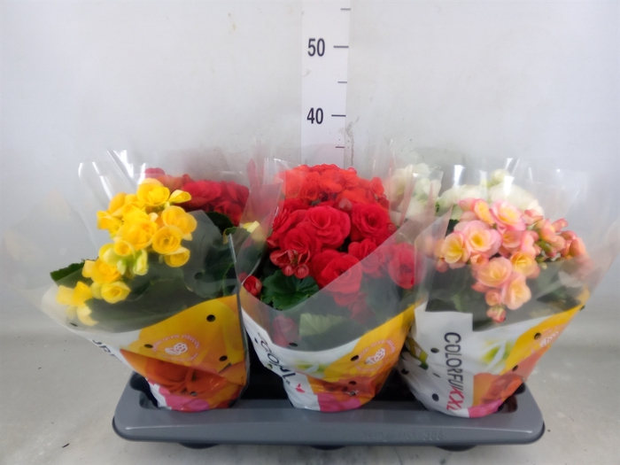 <h4>Begonia elat. DU   ...mix</h4>
