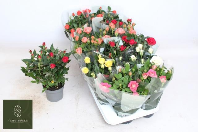 <h4>RO KORDANA GEM 5 SRT</h4>