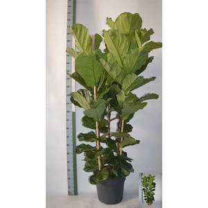 Ficus lyrata
