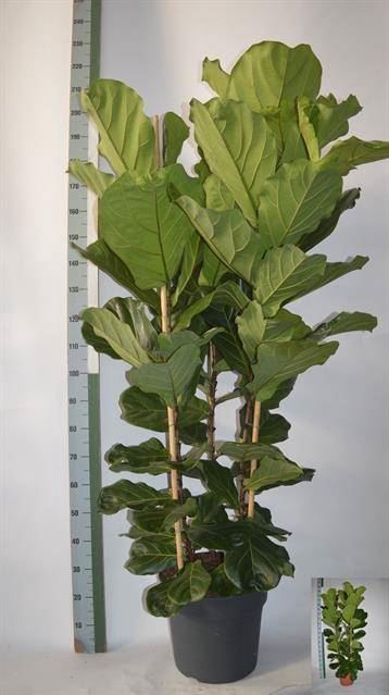 <h4>Ficus lyrata</h4>