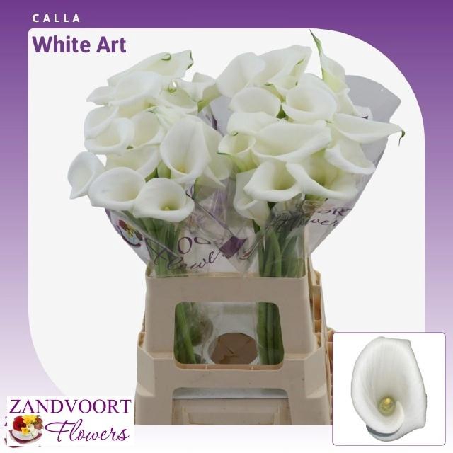 <h4>ZANT WHITE ART</h4>