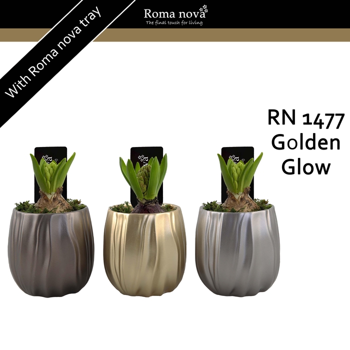 <h4>1477 - Golden Glow (Hyacint)</h4>