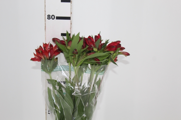 <h4>ALSTROEMERIA MERLOT 080 CM VERMELHO</h4>