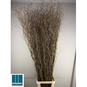 SALIX B TORTUOSA