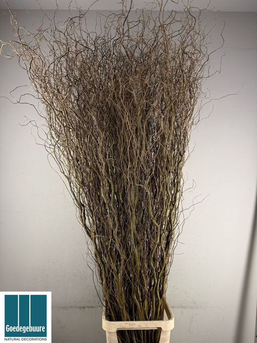 <h4>SALIX B TORTUOSA</h4>