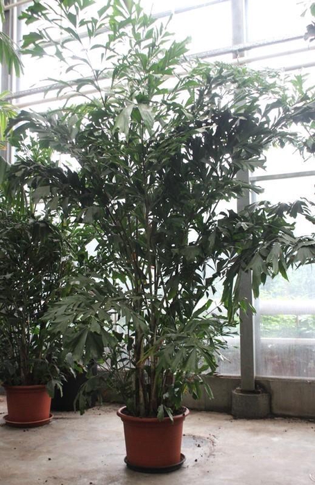 <h4>Caryota mitis</h4>