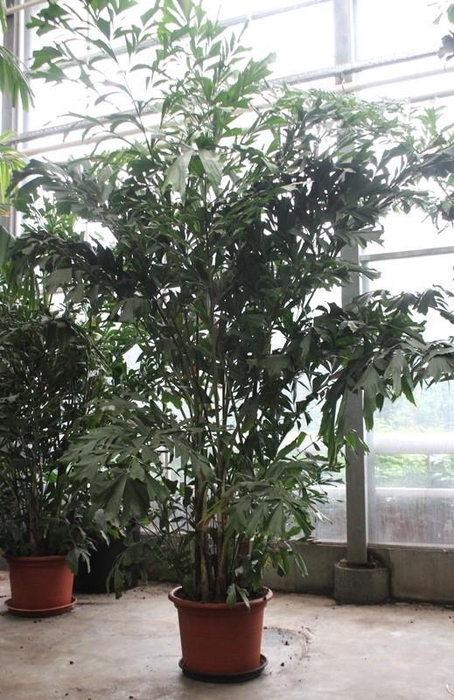 <h4>Caryota mitis</h4>