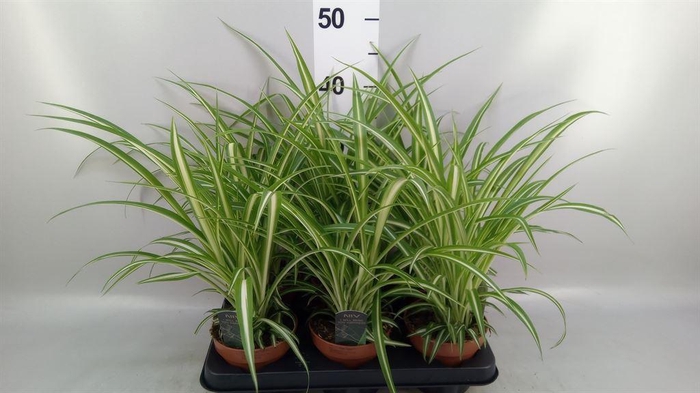 <h4>Chlorophytum com. 'Variegatum'</h4>