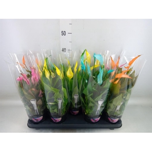 Spathiphyllum  'Bellini'